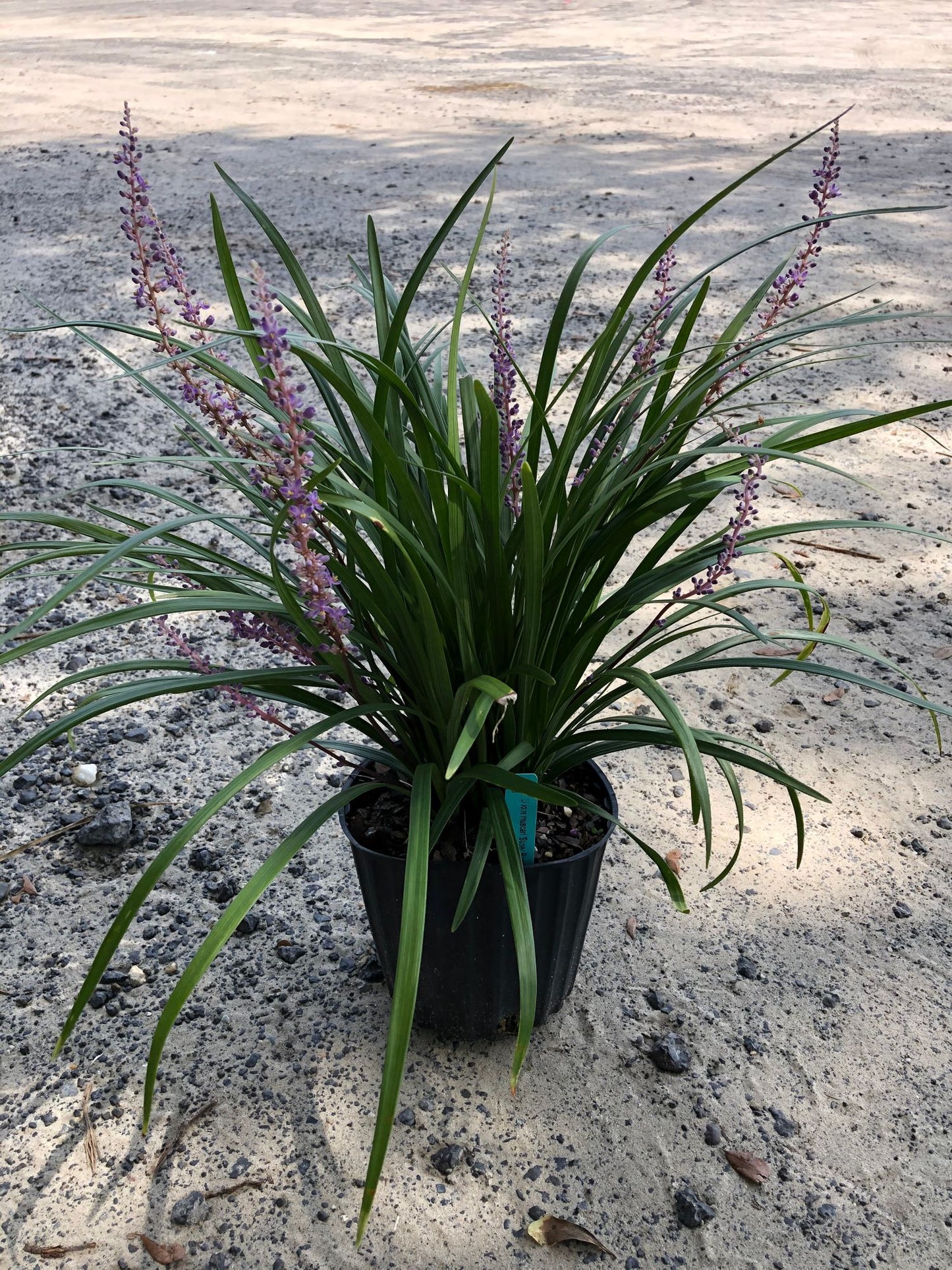 Liriope Muscari 'Super Blue'
