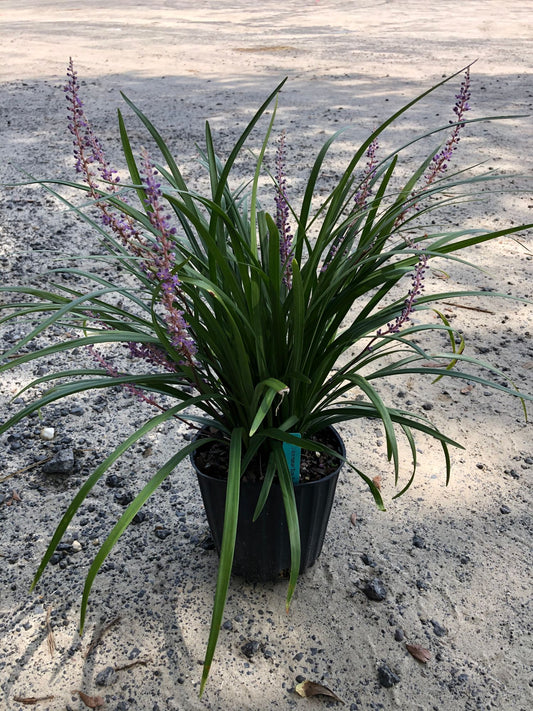 Liriope Muscari 'Super Blue'