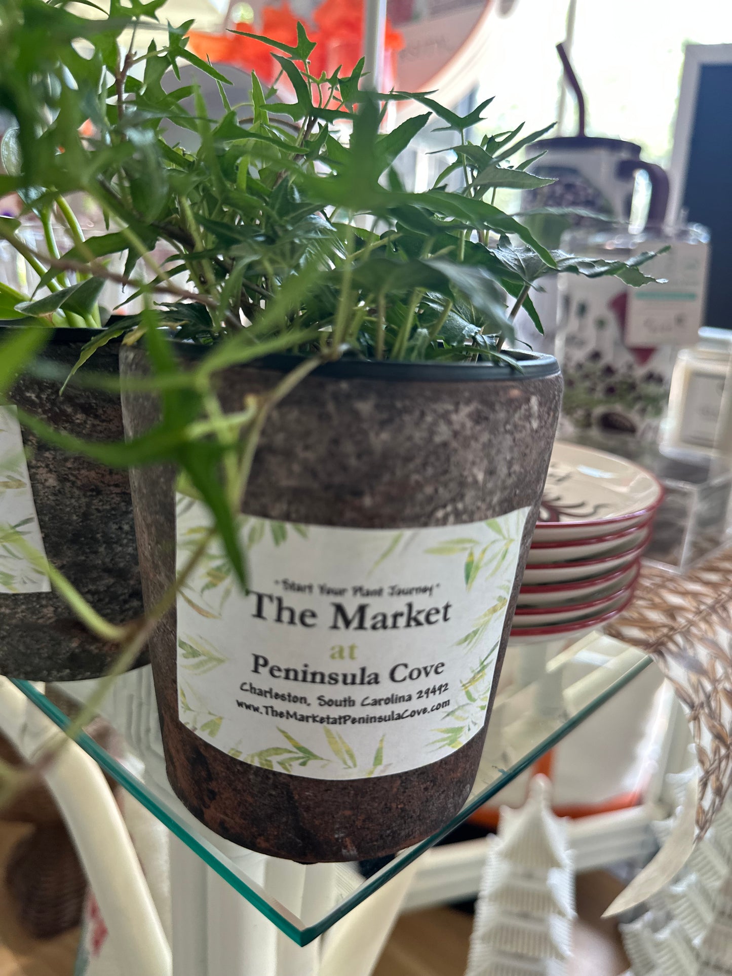 Mini Pot with Plant