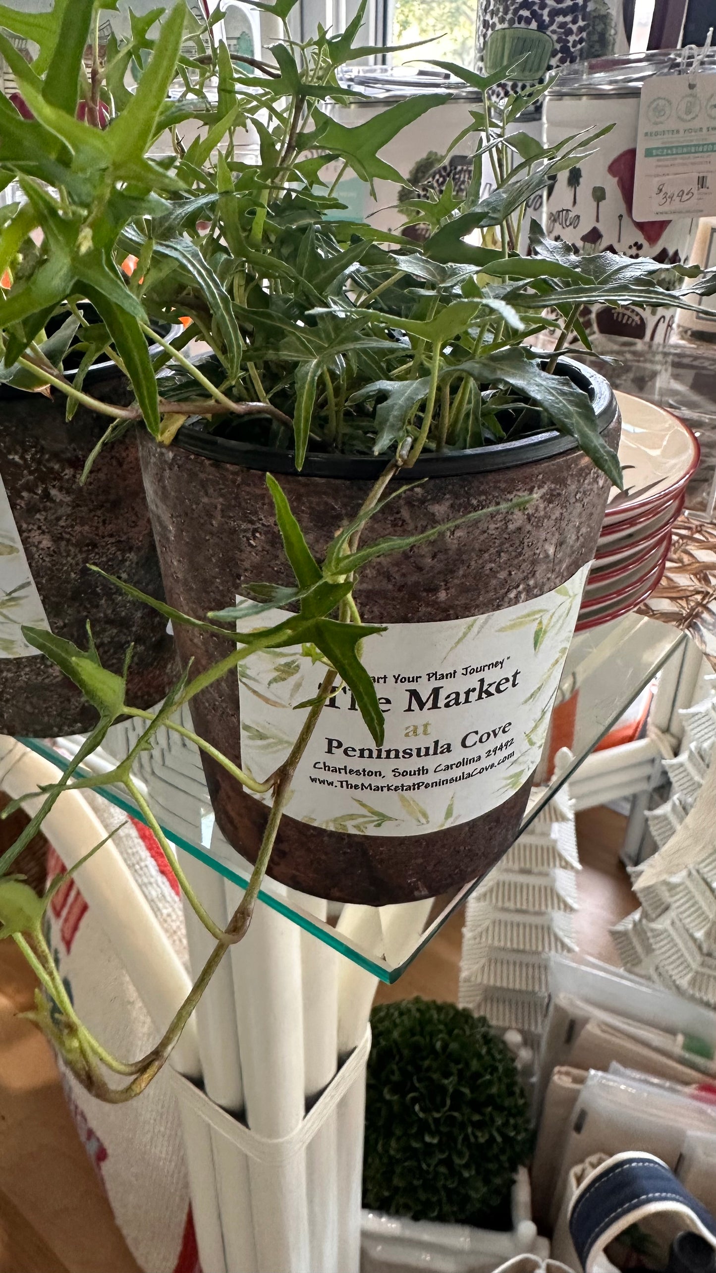 Mini Pot with Plant