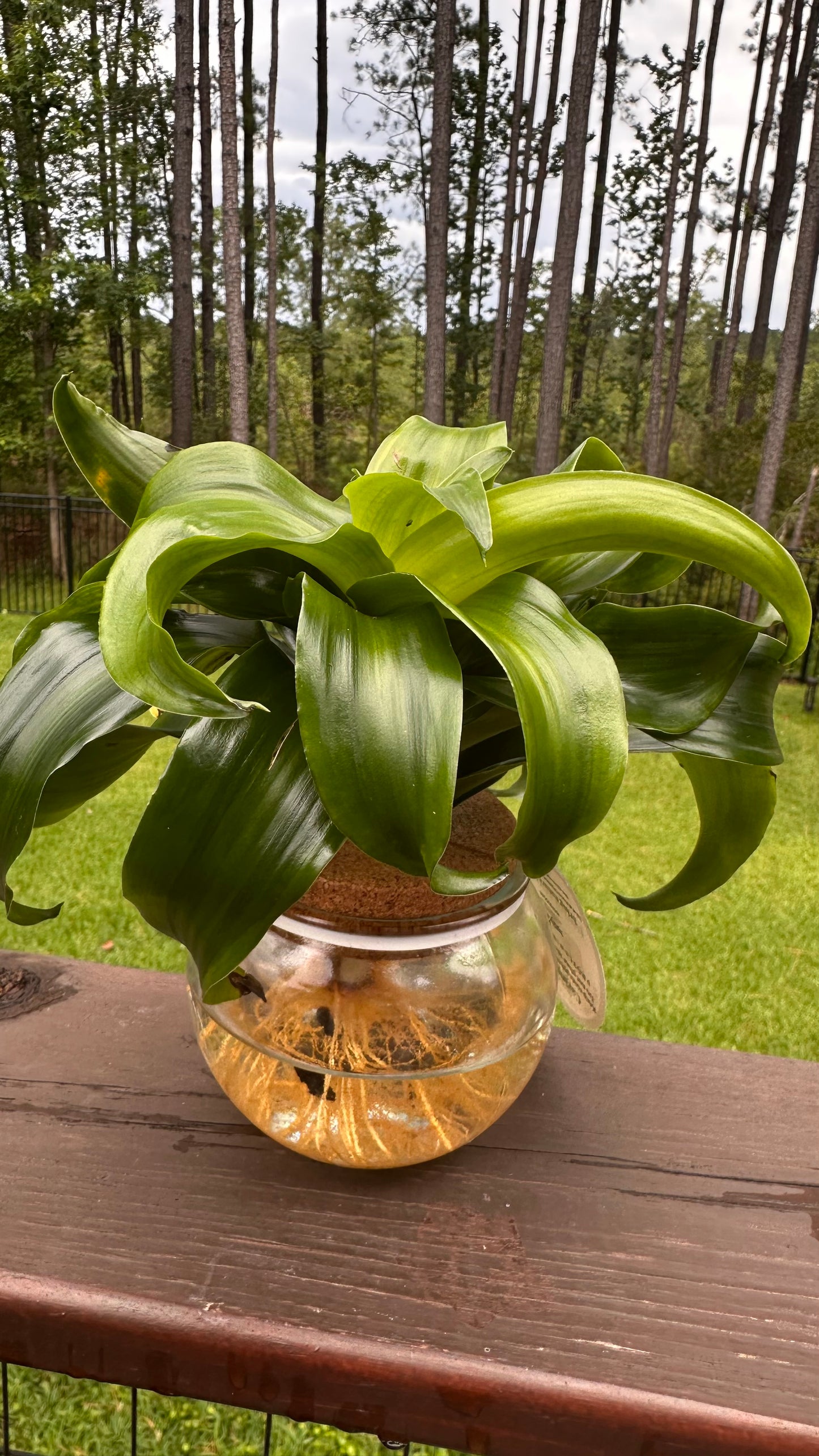 Hydro Bowl Dracaena