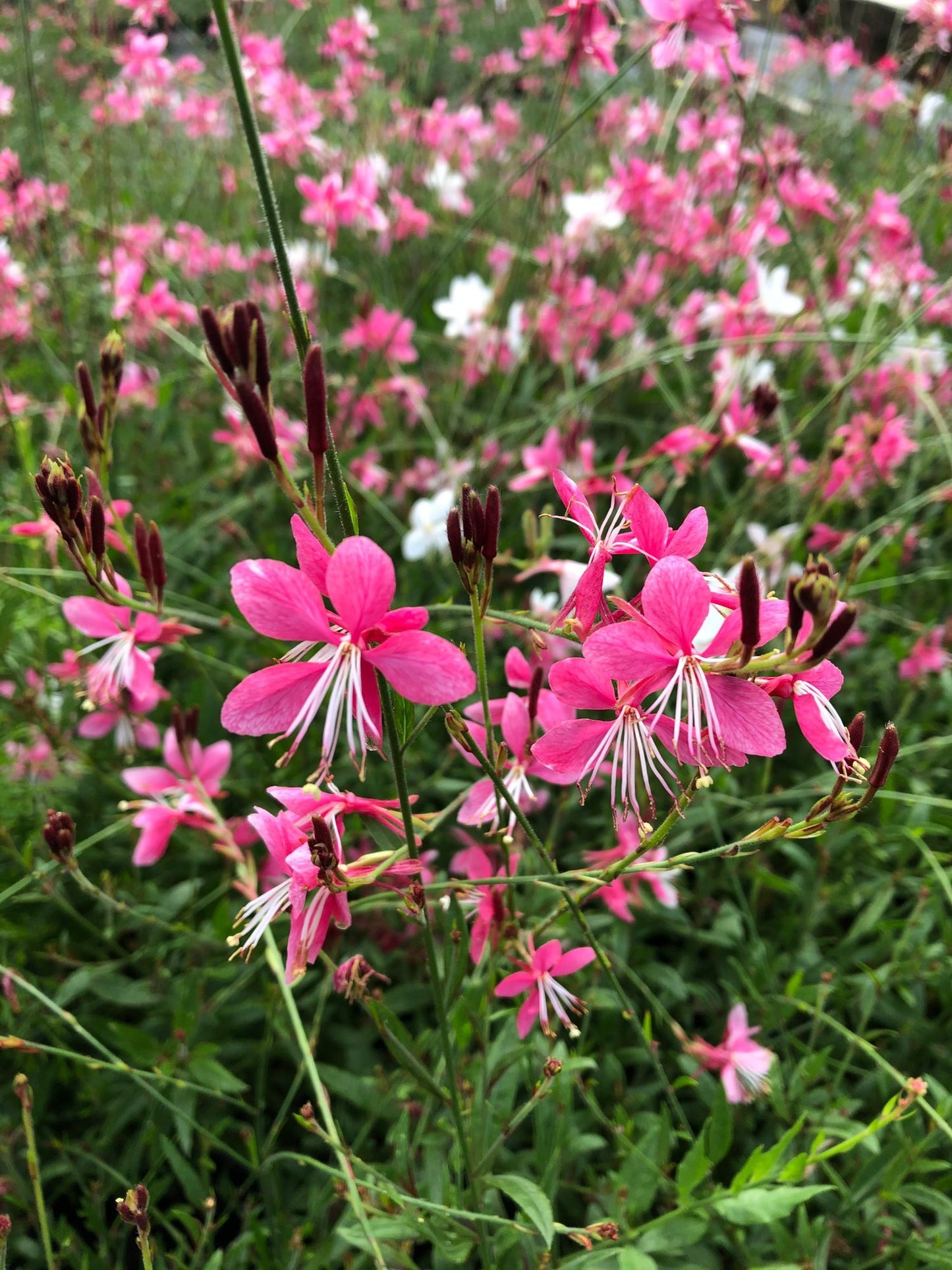 Gaura lindheimeri 'Siskiyou Pink'