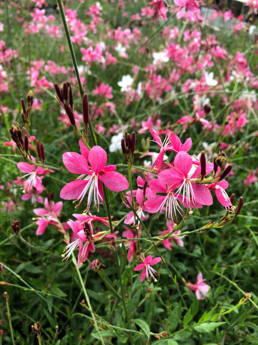 Gaura lindheimeri 'Siskiyou Pink'