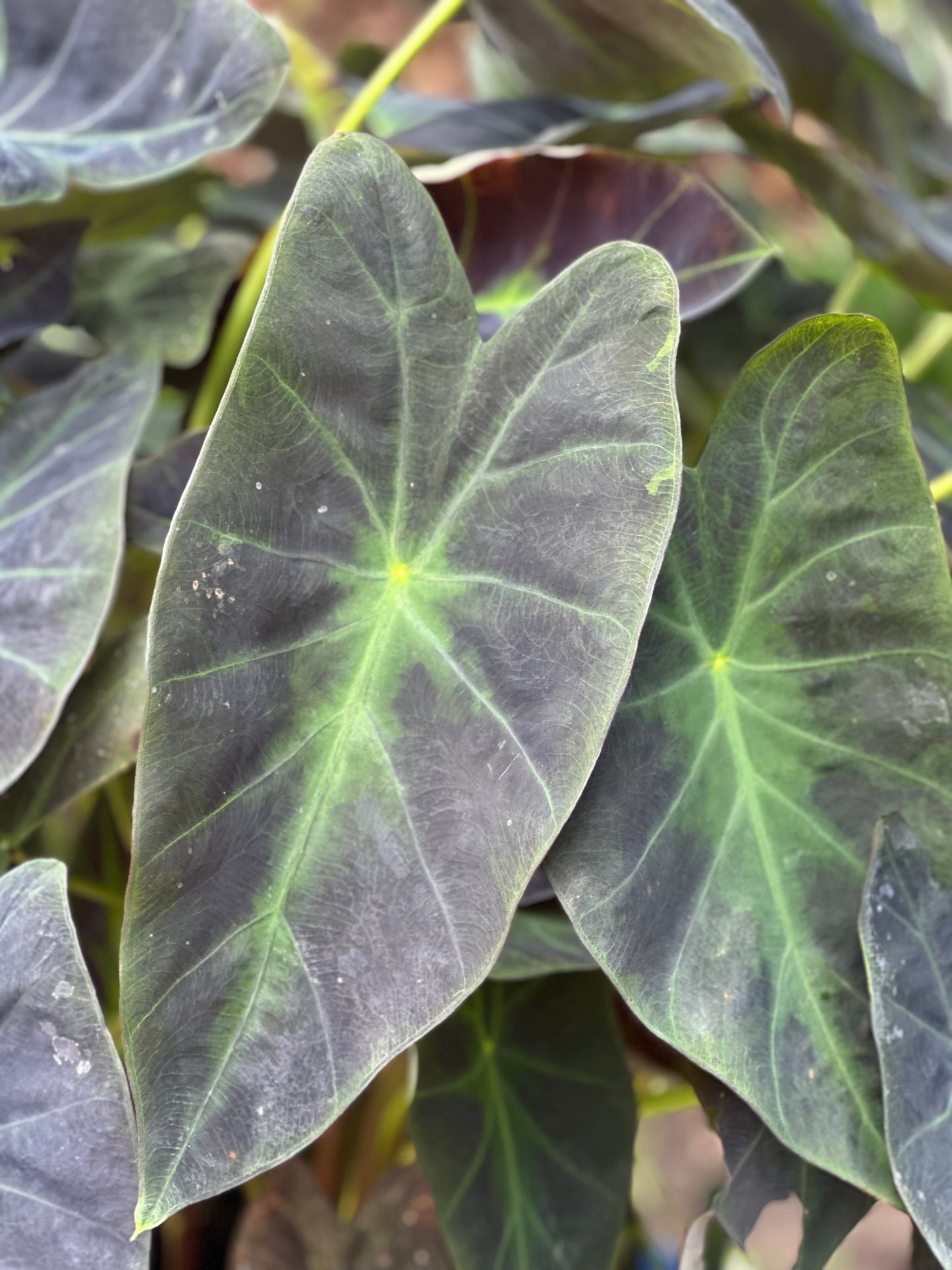 Colocasia esculenta var. antiquorum 'Illustris'