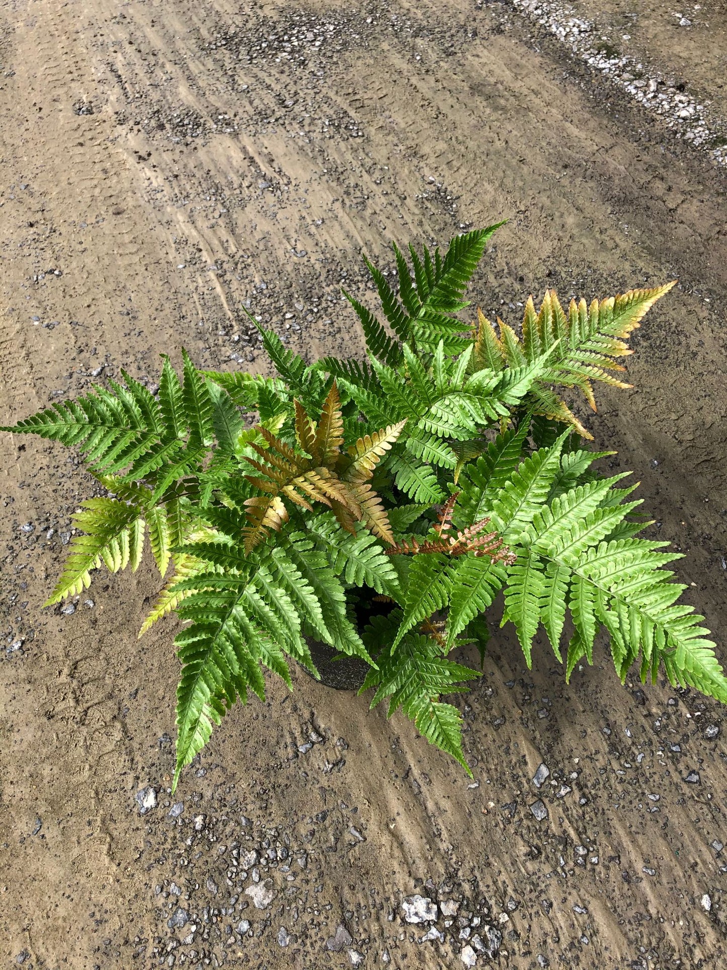 Dryopteris Erythrosora 'Brilliance'