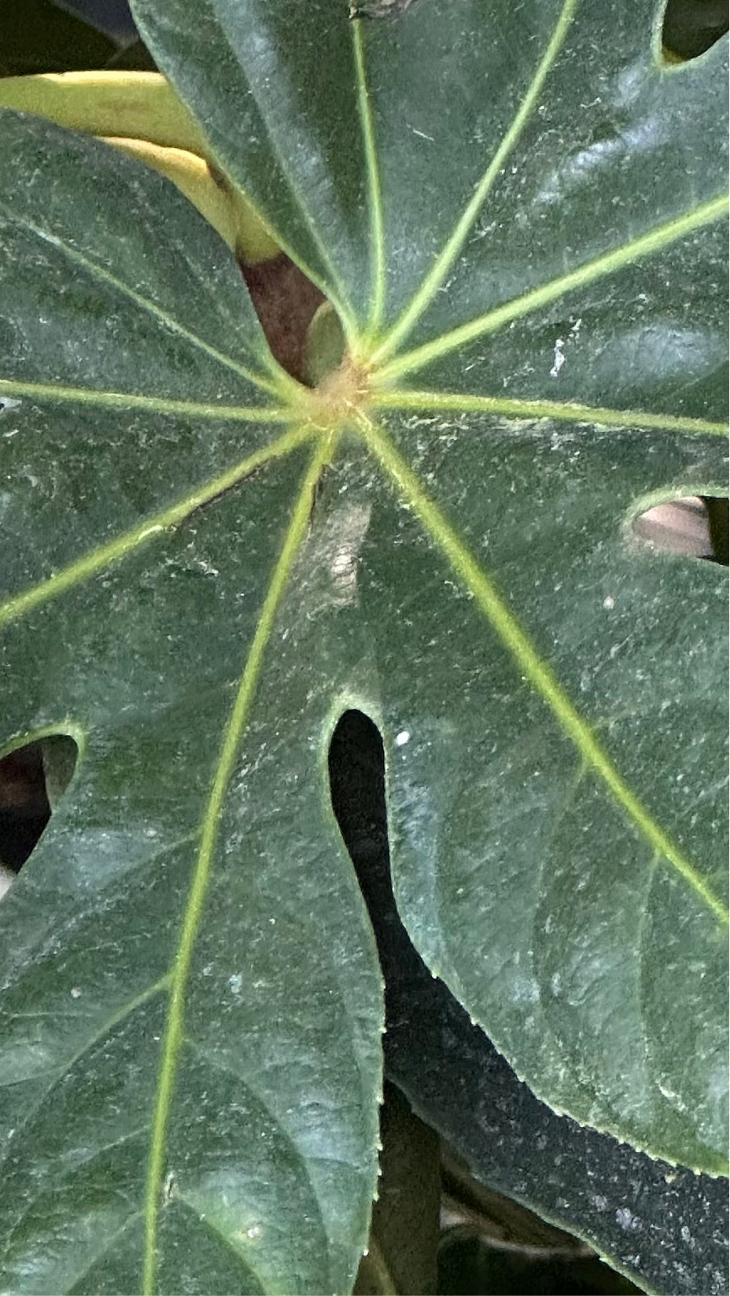 Fatsia