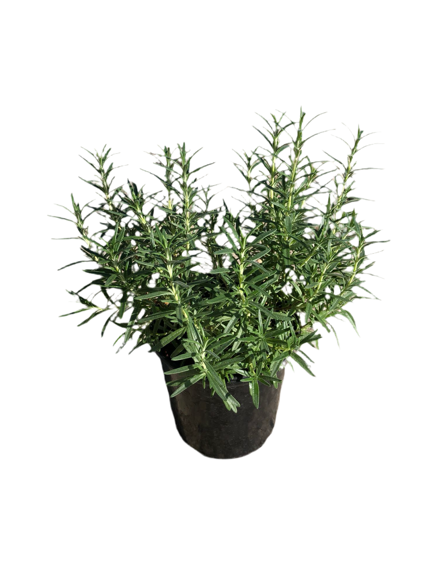 Rosemary