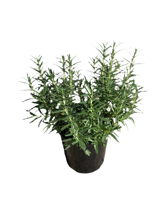 Rosemary