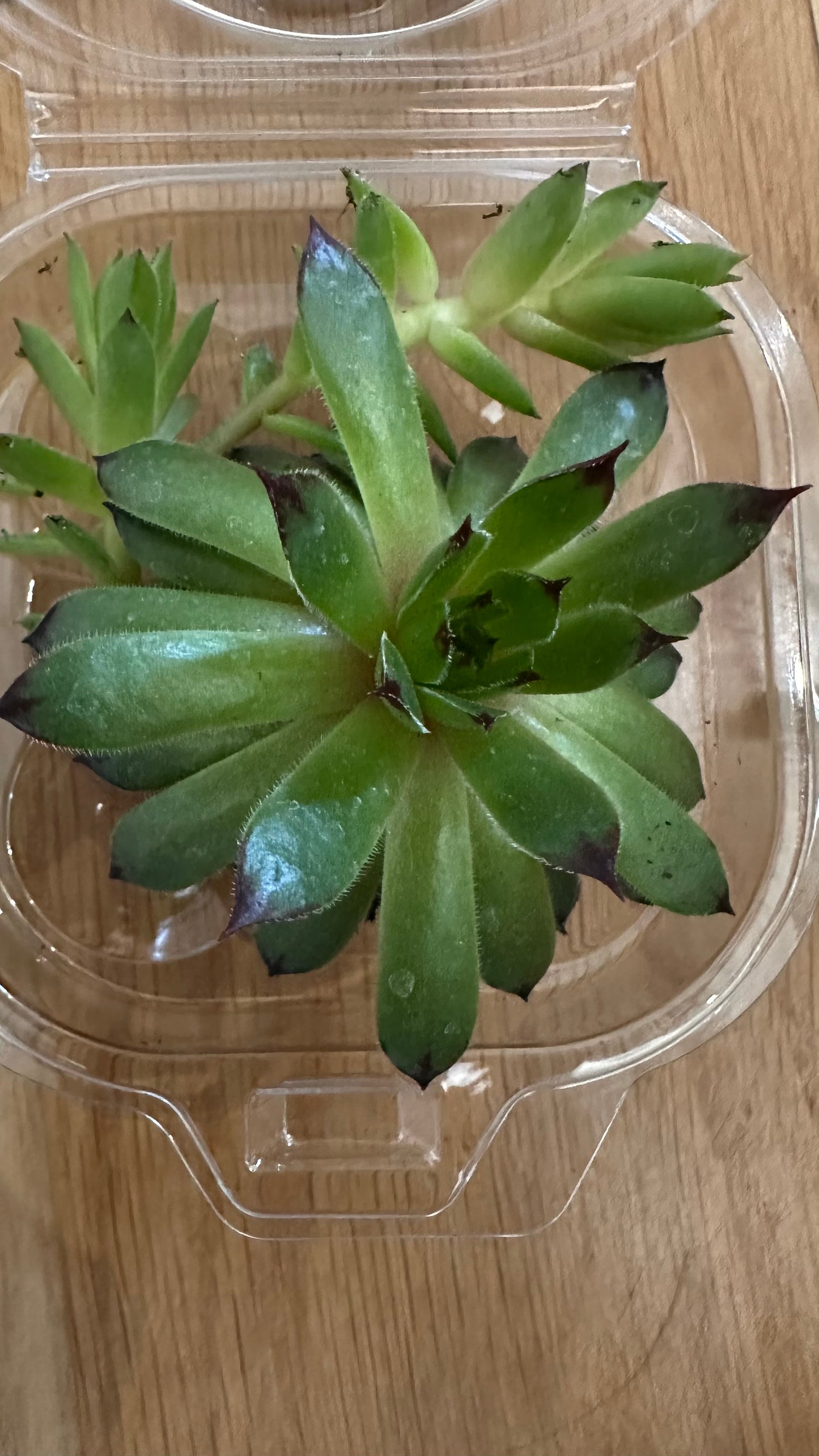 Micro Mini Planters
