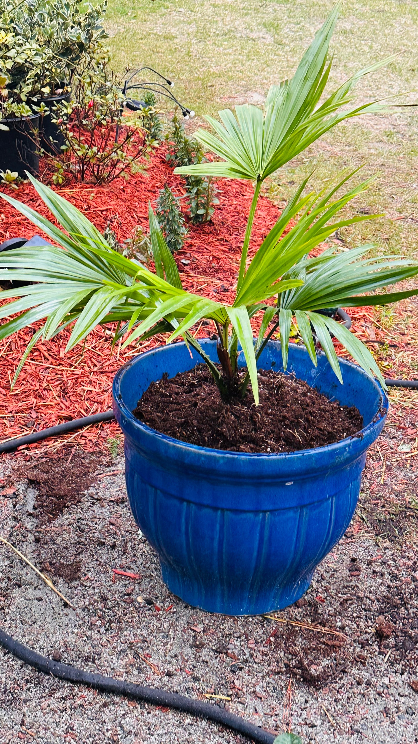 Chineses Fan Palm