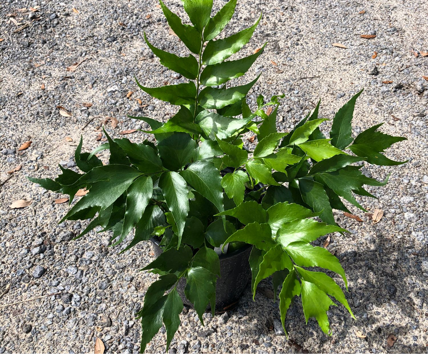 Cyrtomium Falcatum