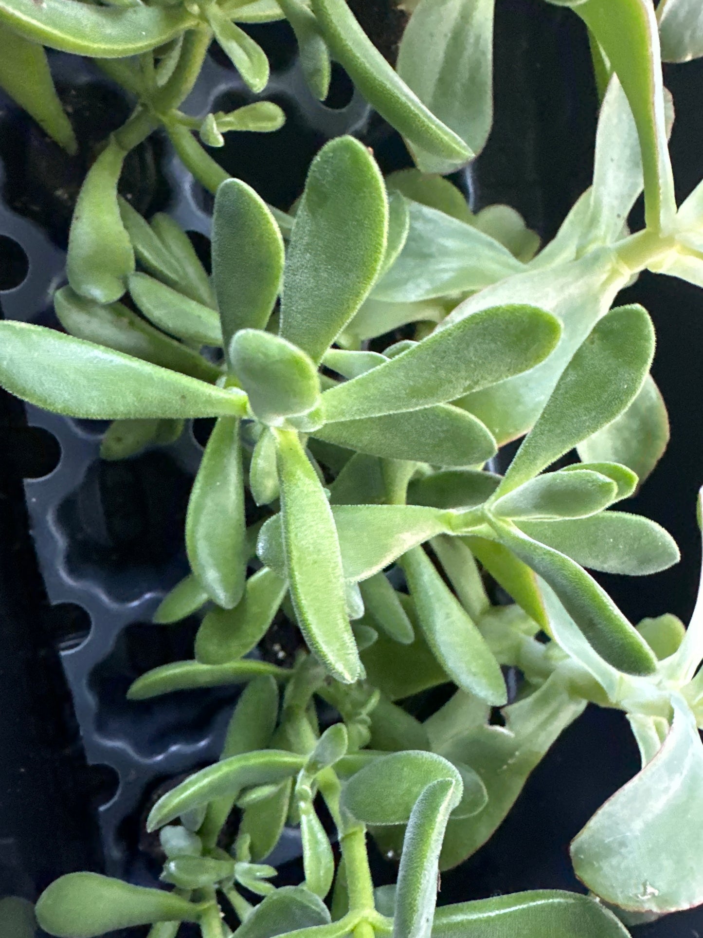 Senecio serpens 'Blue Chalksticks’
