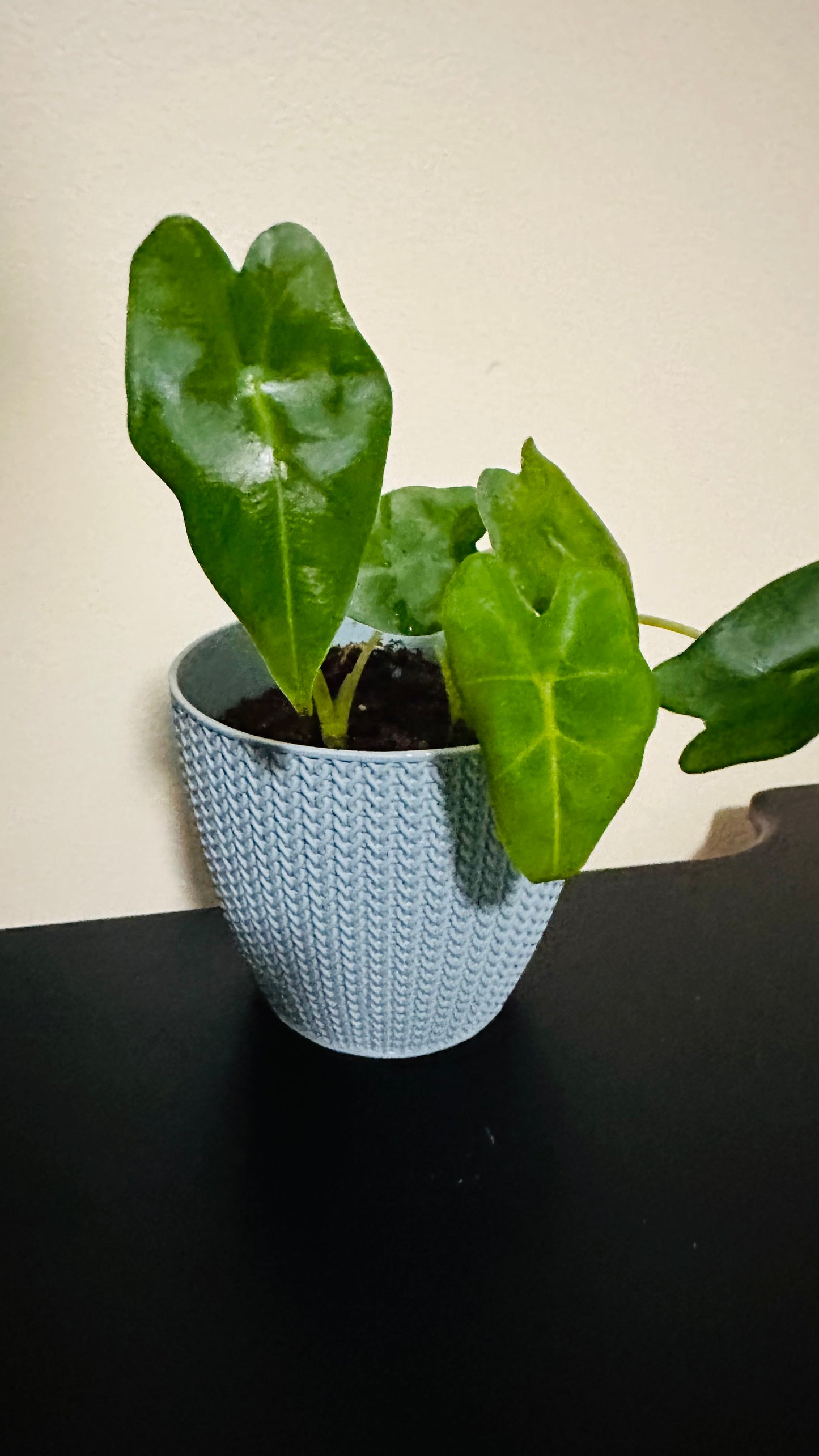 📝 “Meet Alocasia ‘Velvet Elvis’ 🌿✨ A must-have for plant lovers!”