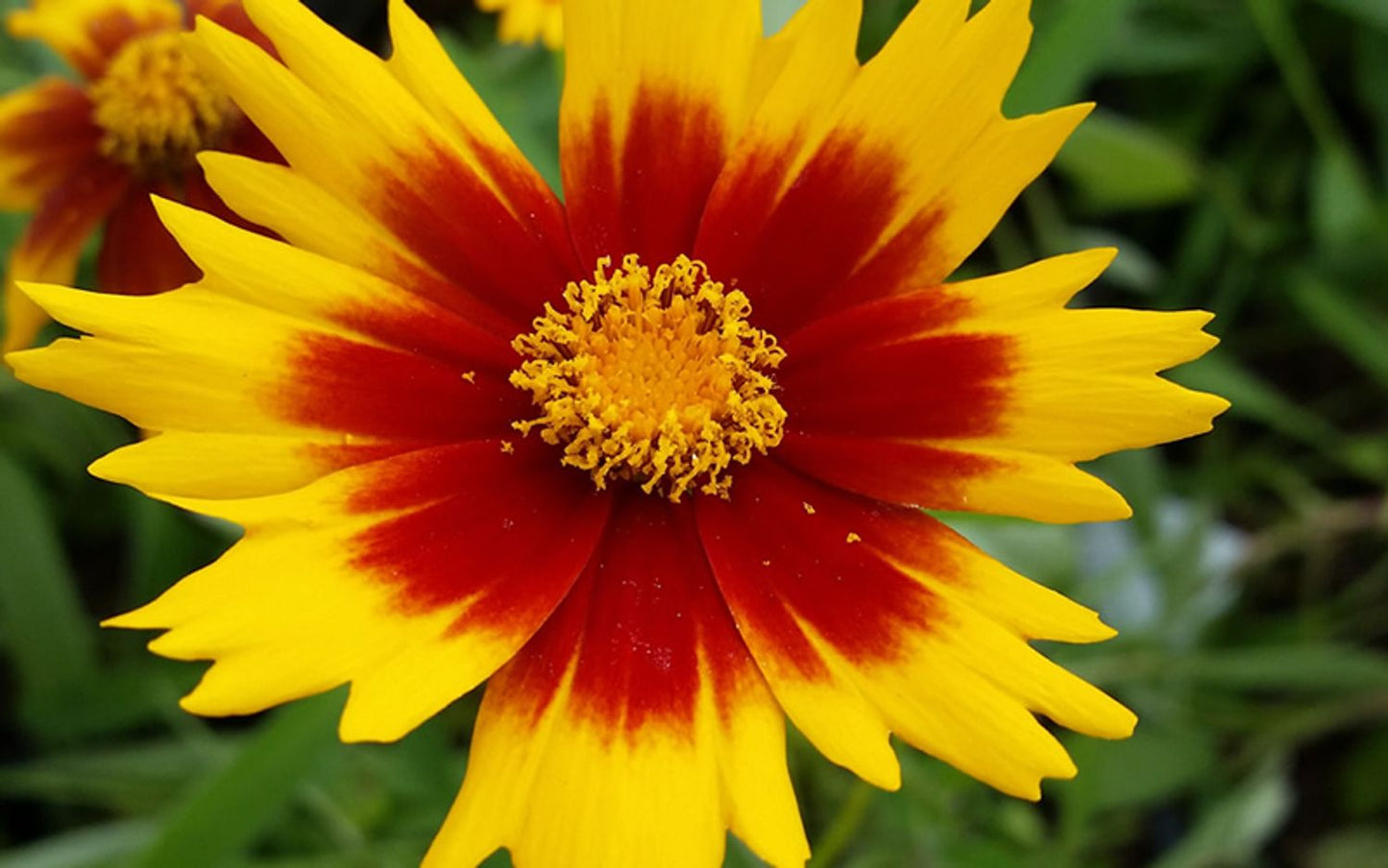 Coreopsis UpTick™ Yellow & Red