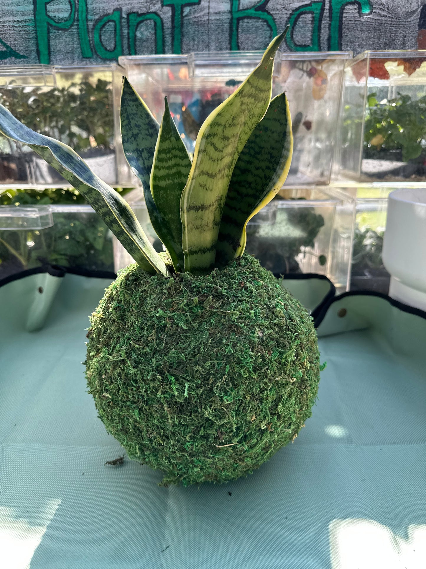 Moss Ball Planter