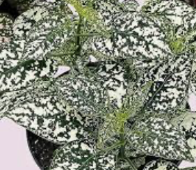 Polka Dot Plant
