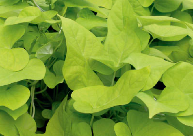 Margarita Sweet Potato Vine