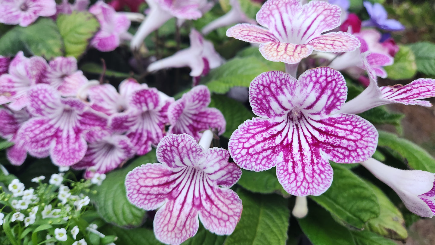 Streptocarpus - Cape primrose