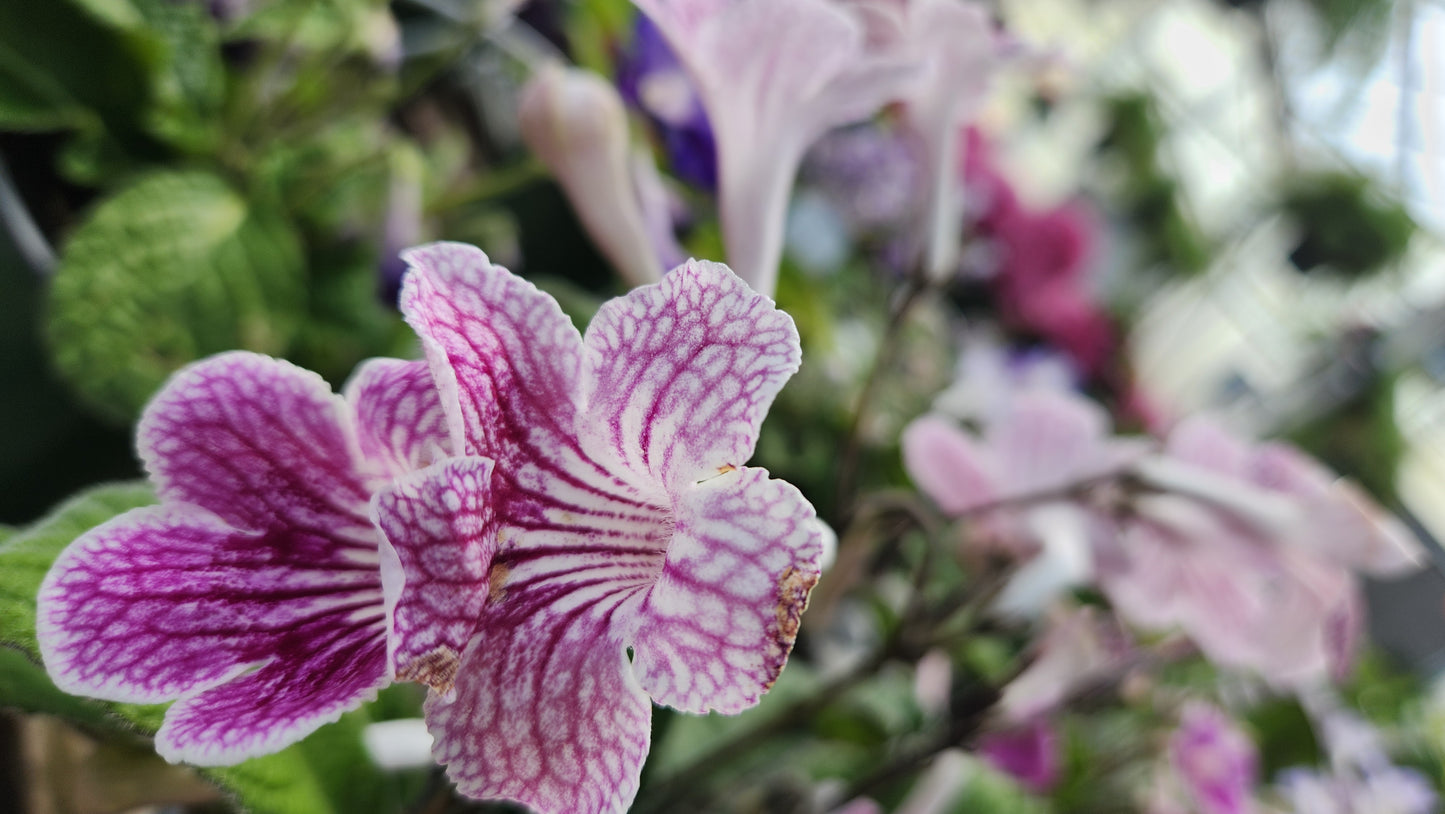 Streptocarpus - Cape primrose