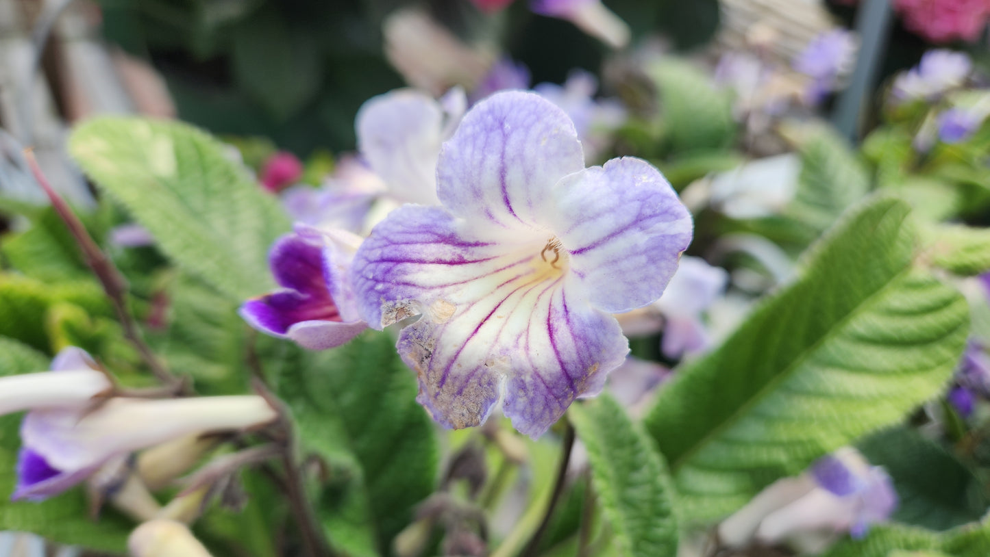 Streptocarpus - Cape primrose