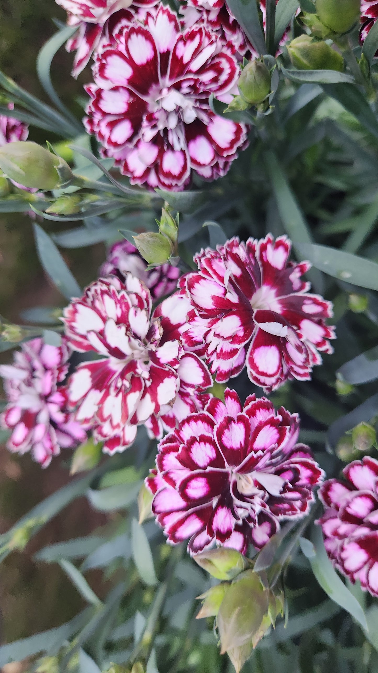 Dianthus