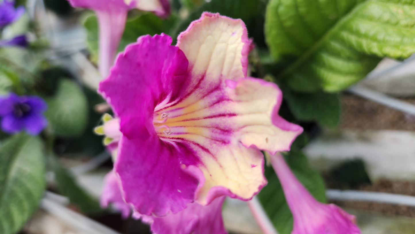 Streptocarpus - Cape primrose