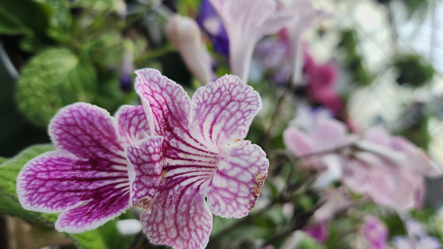 Streptocarpus - Cape primrose