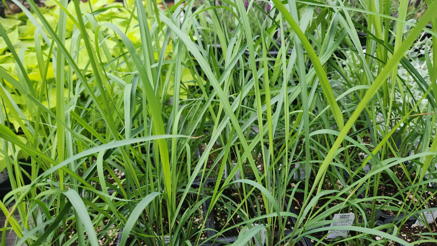 Lemon Grass
