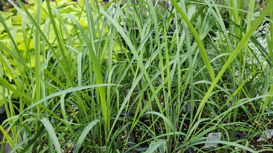 Lemon Grass