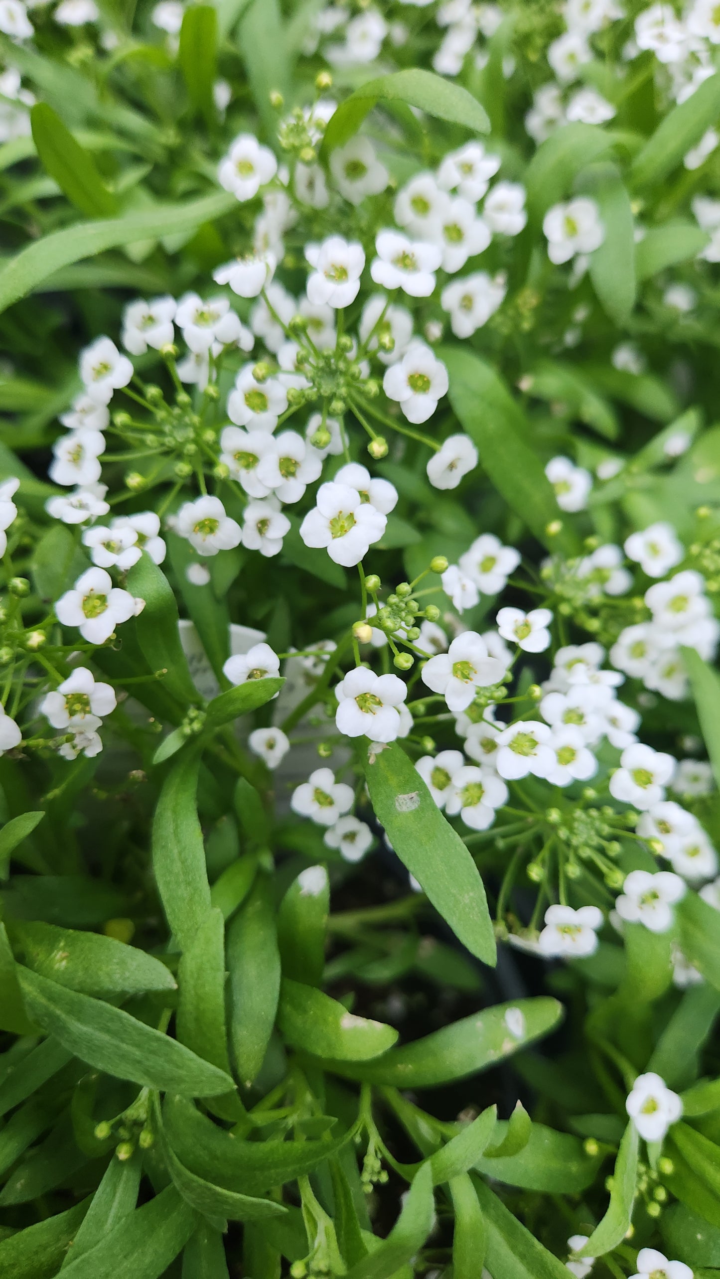 Sweet  alyssum