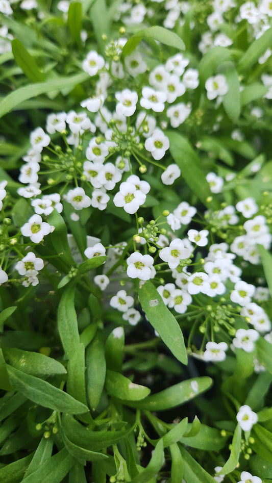 Sweet  alyssum